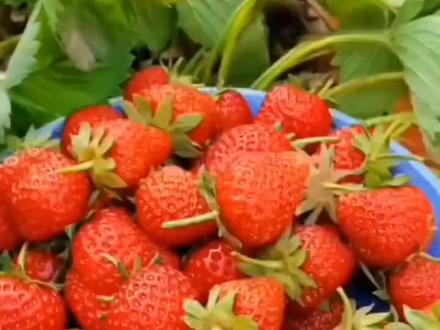 草莓是什么季节结果 04c644bc04171b1782b37a4762a07314~tplv-dy-resize-origshort-autoq-75:330.jpeg?biz_tag=pcweb_cover&from=3213915784&s=PackSourceEnum_AWEME_DETAIL&sc=cover&se=false&x-expires=1987470000&x-signature=daKJEaOtVaIJX1ziNivOramy%2B94%3D