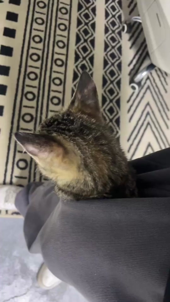 1c610fd11fb34252a3cf46e278b4e7c0_1699668542?from=876277922&x-expires=2016979200&x-signature=DhhaQH7cu8J74hsCu411jRuv3jI%3D