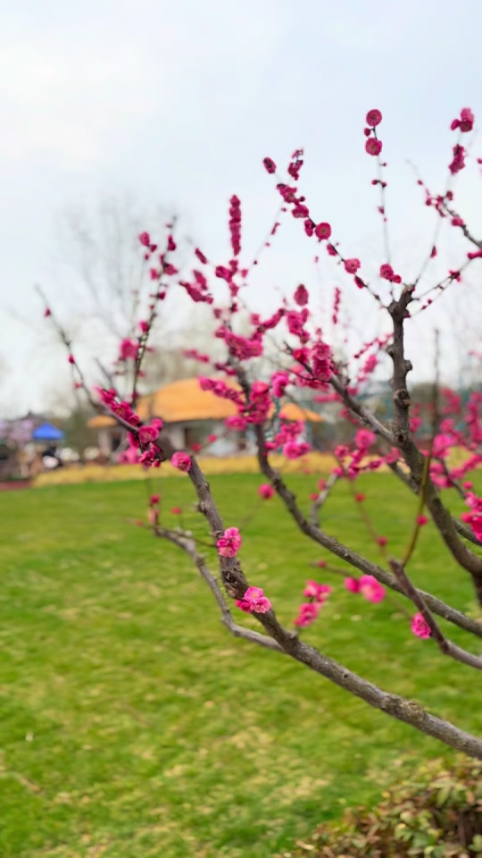 东南大学：在#花间课堂 中体验一场#非遗传承 #金陵绒花 实践课 #东方美学 #绒花