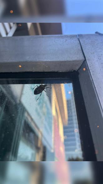 蜜蜂几月份会离巢 252db9de256a4f66a6b324cbdc60f678_1695287747~tplv-dy-resize-origshort-autoq-75:330.jpeg?biz_tag=pcweb_cover&from=3213915784&s=PackSourceEnum_AWEME_DETAIL&sc=cover&se=false&x-expires=2012634000&x-signature=pRsuC0y6JEP31J5yq%2BPHIcW7xes%3D