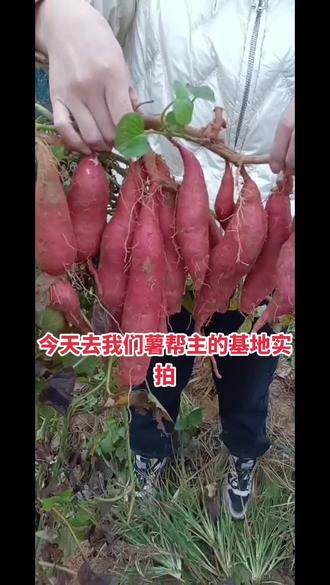 草莓是什么季节才能吃到 40df546ea58c4303bd2a8dd53ff4a30f~tplv-dy-resize-origshort-autoq-75:330.jpeg?biz_tag=pcweb_cover&from=3213915784&s=PackSourceEnum_AWEME_DETAIL&sc=cover&se=false&x-expires=2007367200&x-signature=O%2BXKACv3Gs0v7%2BiMhODhR0ijaZ4%3D