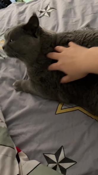 好养的平价猫咪 5318f80b5f3d40cabe6bf9d8d9d967f0~tplv-dy-resize-origshort-autoq-75:330.jpeg?biz_tag=pcweb_cover&from=3213915784&s=PackSourceEnum_AWEME_DETAIL&sc=cover&se=false&x-expires=2007072000&x-signature=RDRLKjMzrachLNAjWOKePLL7xZo%3D