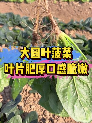 草莓是什么季节生 7c748bd7622e45b684e8db2211c79c04~tplv-dy-cropcenter:323:430.jpeg?biz_tag=pcweb_cover&from=3213915784&s=PackSourceEnum_PUBLISH&sc=cover&se=true&sh=323_430&x-expires=1982142000&x-signature=d0rtiWaqLFhV07sjOkxhn%2FdYvrg%3D