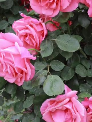 无一是你无一不是你的上一句是啥 9712147af1014a8c8551c400357a7938~tplv-dy-cropcenter:323:430.jpeg?biz_tag=pcweb_cover&from=3213915784&s=PackSourceEnum_PUBLISH&sc=cover&se=true&sh=323_430&x-expires=1983423600&x-signature=EJgCeatZ6%2FHIbk8SIFx5hvhwGjg%3D