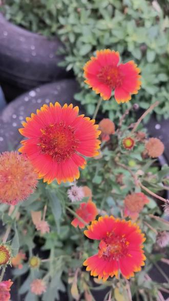 草莓是什么样子的 o0CmiAeQRaBCeHIKgR42BCAOEirVMlEB7hPfB2~tplv-dy-resize-origshort-autoq-75:330.jpeg?biz_tag=pcweb_cover&from=3213915784&s=PackSourceEnum_AWEME_DETAIL&sc=cover&se=false&x-expires=2012619600&x-signature=Kqq5HgVvkO89qzMHRYi0iHwC8gw%3D