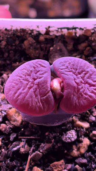 装修墙壁用石膏怎么弄 o49s1bqhKkeQBIjEzBfyA1PzguCQrAmXtmdAyM~tplv-dy-resize-origshort-autoq-75:330.jpeg?biz_tag=pcweb_cover&from=3213915784&s=PackSourceEnum_AWEME_DETAIL&sc=cover&se=false&x-expires=2010204000&x-signature=%2BSeVmG425bNHZxFqVINOLhWBDFA%3D