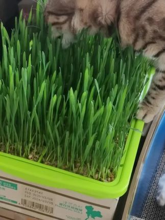 好养的平价猫咪 o8HBu6nZ8JxT0eTzS7nsACUBuYeIQEDbAHf5KD~tplv-dy-cropcenter:323:430.jpeg?biz_tag=pcweb_cover&from=3213915784&s=PackSourceEnum_PUBLISH&sc=cover&se=true&sh=323_430&x-expires=2000952000&x-signature=M2Q8cM0xpgobo4DySyUyzj8l9E8%3D