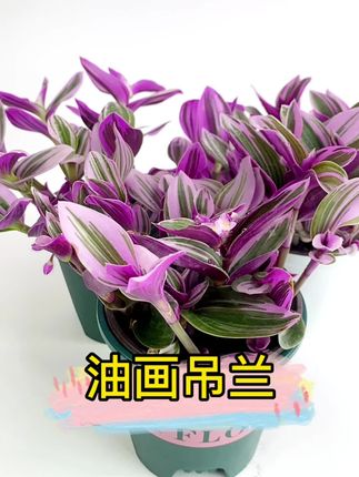 图斑是什么原因引起的 oIDYeGn3Q8A7goBCMGDN4fARA0vyb9vrkohAg4~tplv-dy-cropcenter:323:430.jpeg?biz_tag=pcweb_cover&from=3213915784&s=PackSourceEnum_PUBLISH&sc=cover&se=true&sh=323_430&x-expires=1999155600&x-signature=kQwx4Cajw%2BPZW8YzKlw%2FvaEyuVc%3D