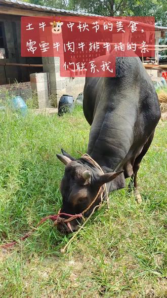 鲸鱼种类图文对比 oQ9BJ8AaPvqbAvEoIldOAkDnfoQAgfxrn5KKDg~tplv-dy-resize-origshort-autoq-75:330.jpeg?biz_tag=pcweb_cover&from=3213915784&s=PackSourceEnum_AWEME_DETAIL&sc=cover&se=false&x-expires=2012176800&x-signature=VvmApqcwATNNQL6kNfPCMzgPe3U%3D