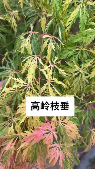 草莓是什么样子的 oYAuW6EgNBAf9hUiIBeGCkNE2Vz8ABsIoCwy6i~tplv-dy-resize-origshort-autoq-75:330.jpeg?biz_tag=pcweb_cover&from=3213915784&s=PackSourceEnum_AWEME_DETAIL&sc=cover&se=false&x-expires=2012619600&x-signature=H8%2BvDJctejLJm1L8rYkx9fNDSn0%3D