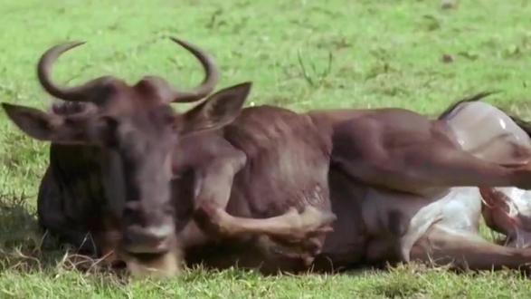 企鹅纪录片动物世界 ocgavmDQIBAKekFbsYeGXbg4cnGkfBANnC27CL~tplv-dy-resize-origshort-autoq-75:330.jpeg?biz_tag=pcweb_cover&from=3213915784&s=PackSourceEnum_AWEME_DETAIL&sc=cover&se=false&x-expires=2012112000&x-signature=yGQ%2FL7fWLsb%2BTtNWsxBN1PPhkfk%3D