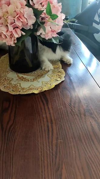 有什么网络加速是免费的 ocydjIVHIooZB4BAEEdtiAApBefsXNtjJg2z9h~tplv-dy-resize-origshort-autoq-75:330.jpeg?biz_tag=pcweb_cover&from=3213915784&s=PackSourceEnum_AWEME_DETAIL&sc=cover&se=false&x-expires=2008692000&x-signature=7miWo4lwbFfwQJc5nm67zObJyV0%3D