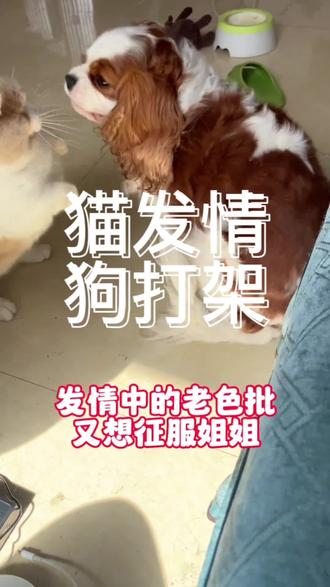 好养的平价猫咪 og7unbIeBDUGQyDbdCIAeC65Ie7QAzku6Bq3At~tplv-dy-resize-origshort-autoq-75:330.jpeg?biz_tag=pcweb_cover&from=3213915784&s=PackSourceEnum_AWEME_DETAIL&sc=cover&se=false&x-expires=2006564400&x-signature=Xk1O54aVhpT%2Bpk4PbQzjfc%2FqRQk%3D