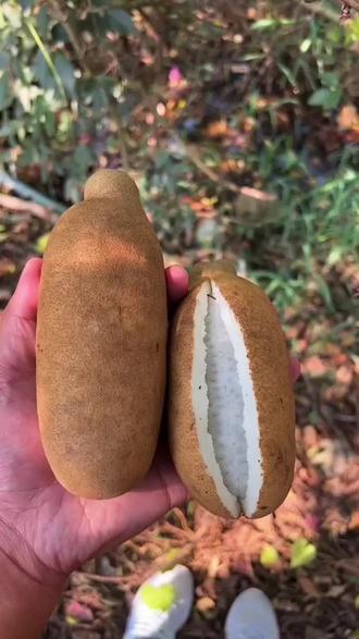 鲨鱼裤为啥不能穿 ok9BefAFByYtENKo6l9xAvNrmaEAIF4Mz2bRhg~tplv-dy-resize-origshort-autoq-75:330.jpeg?biz_tag=pcweb_cover&from=3213915784&s=PackSourceEnum_AWEME_DETAIL&sc=cover&se=false&x-expires=2012702400&x-signature=q%2Bm8jtFx3HU3JP7Mw8EoB2S%2FNko%3D