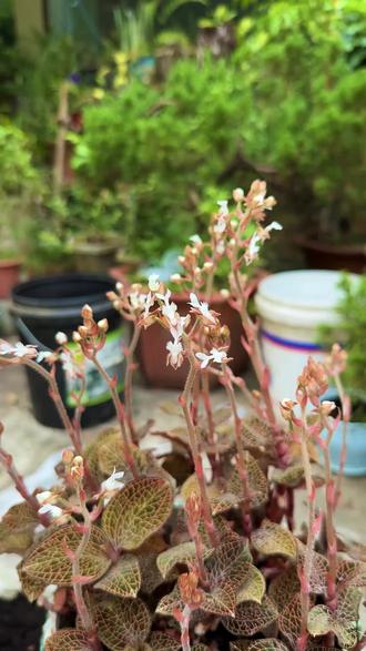 蜗牛吃什么食物能生存 okQE3l6A5BcUxg9sZggAB8DAKCnkbHIeGbs3fC~tplv-dy-resize-origshort-autoq-75:330.jpeg?biz_tag=pcweb_cover&from=3213915784&s=PackSourceEnum_AWEME_DETAIL&sc=cover&se=false&x-expires=2011856400&x-signature=WbNMEvUy3twfsSiHzP%2BiK6AbbbA%3D