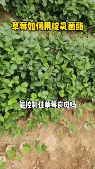 草莓是什么性水果 okQnkvDRbj3PABqIpiuADD2ADlNB5EkISgbe9f~tplv-dy-resize-origshort-autoq-75:330.jpeg?biz_tag=pcweb_cover&from=3213915784&s=PackSourceEnum_AWEME_DETAIL&sc=cover&se=false&x-expires=2005725600&x-signature=pVZu9jVsUOgFXgQH0CTpkarmlPc%3D