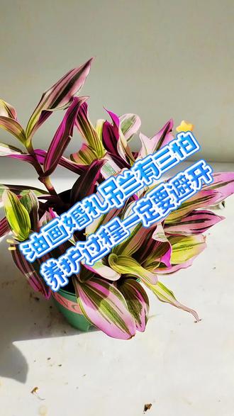 灯笼制作手工中秋好看的 oo8ezhgBEjyCsaAsIBo0XCfLJlSGCANAGJApVc~tplv-dy-resize-origshort-autoq-75:330.jpeg?biz_tag=pcweb_cover&from=3213915784&s=PackSourceEnum_AWEME_DETAIL&sc=cover&se=false&x-expires=2012536800&x-signature=zyNWpAocTlogDx0i%2BVGUWwdm6XQ%3D