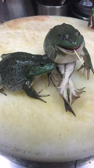 我是霸波奔它是奔波霸😂