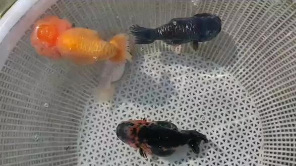 这就是垃圾鱼,淘汰的。#鱼缸准备好了就差鱼了