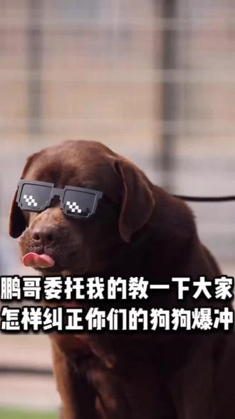 第二十二集 让格林告诉大家汪星人为什么会爆冲#狗狗爆冲 #萌宠 @抖音小助手