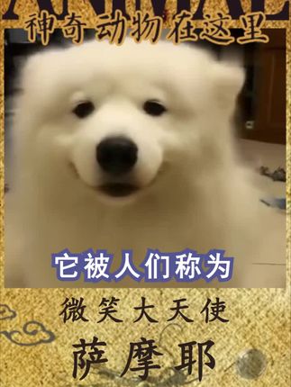 神奇动物在这里