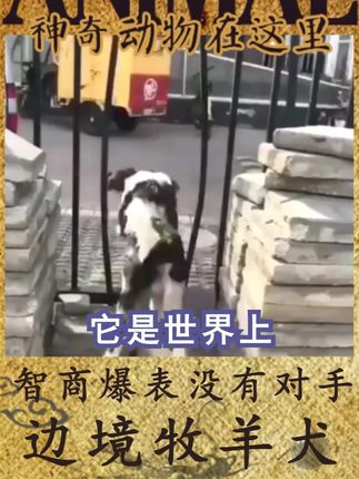 神奇动物在这里