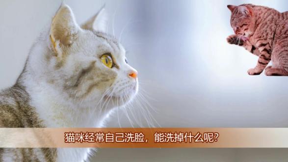 猫咪经常自己洗脸,能洗掉什么呢?