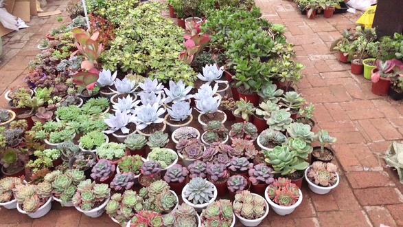 不抗冻多肉大集合,多肉冻伤后该做什么,哪些需要放弃治疗