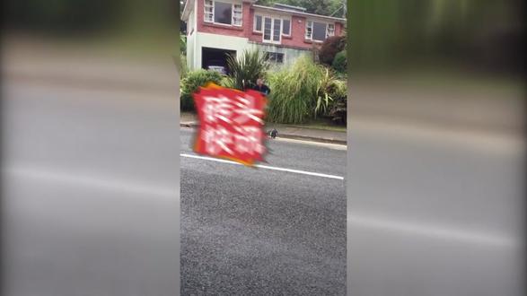 可爱!新西兰一企鹅过马路向路人问好