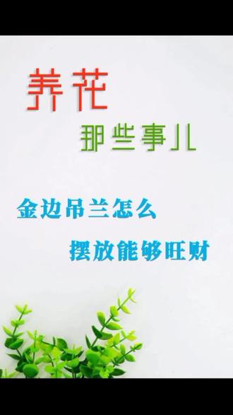 金边吊兰怎么摆放能够旺财