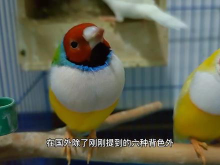 #奇妙的动物 七彩文鸟的小知识