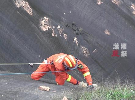 湖南郴州,#小狗滑落山崖遛狗人竟走了 游客看不下去报警求助消防。感谢有爱得游客和消防!