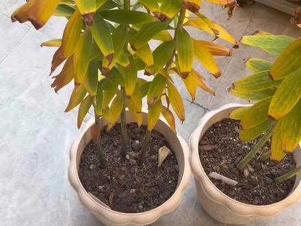 春天开过花的百合到现在基本上都休眠,可以剪杆子了。秋天开过花的百合叶片还是绿的,暂时不要剪。#养花我是认真