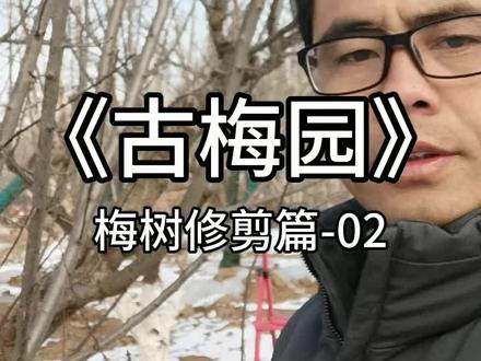 《古梅园》02 古树医生老范讲述古梅树修剪的方法。 #古树修复和保护