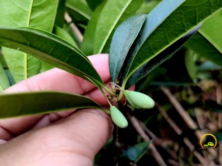 桂花果的用途厉害了,对风湿关节痛有帮助?值得收藏