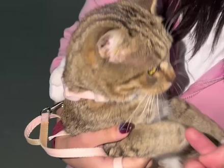 猫妈妈拿孩换猫条 #猫德学院 #猫主子的冬日养生攻略 #科学养宠攻略