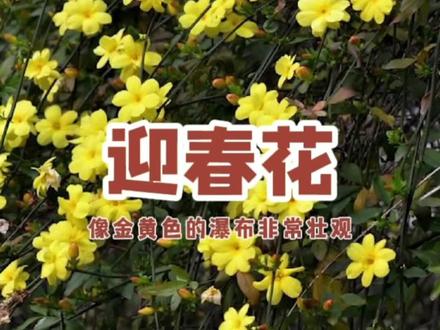 #迎春花 春天的使者。开花时,就是春天来了!能垂吊,能爬藤,耐零下20度低温!#养花 #花卉绿植