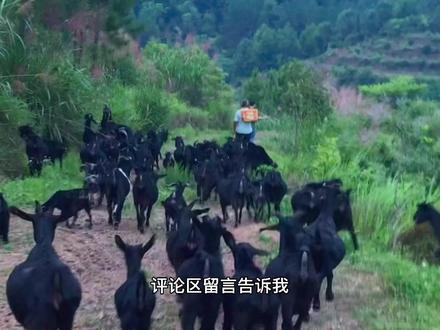 找准领头羊,再也不用担心赶羊放羊,羊不听话了,告别满山找羊的曾经,山中放羊轻轻松松拿捏每一只#黑山羊 。