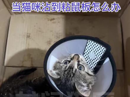 当猫咪粘到粘鼠板
不要慌,不要急,正确操作如下:第一步,戴上伊丽莎白圈防止猫咪舔舐,给猫咪全身涂抹橄榄油(油胶比例尽量大于3:1,也就是油越多越好),让油浸润猫咪的每一根毛发,揉搓10-15分钟;第二步,全身洒满面粉,也是让面粉沾满每一处毛发,揉搓10分钟,直至搓起条,感觉到面粉把油和残胶都裹上为止;第三步,放水冲洗,再用去油沐浴露再洗一遍;第四步,将猫咪身上水份用毛巾吸干放入烘干箱,至8成干时再取出。第五步:再次给小猫咪全身撒满面粉,(多撒一点,越多越好),再次揉搓直至残胶和油完全被吸附;第六步:强力水龙头冲洗成条的面粉至全冲干净,再上一道护肤留香沐浴露洗净吹干。
耐心操作完,你就会收获一只干干净净的小猫咪啦。
ps:千万别用除胶剂,除胶剂会灼烧猫咪皮肤,导致猫咪皮肤红肿起疹子甚至瘙痒疼痛,同时除胶剂里的甲醛直接接触皮肤会致癌;也不要一上来就用剃毛机,毛剃掉以后皮肤上还是会有粘胶,而且粘鼠板上的胶会粘住剃毛机的刀片,既无法解决胶的问题还会损伤剃毛机。