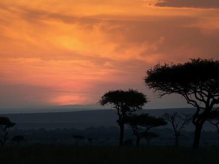 《狮子王》真狮版 p1 #狮子王 #辛巴