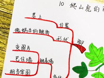 四年级#语文 上册第三单元《爬山虎的脚》#手绘思维导图