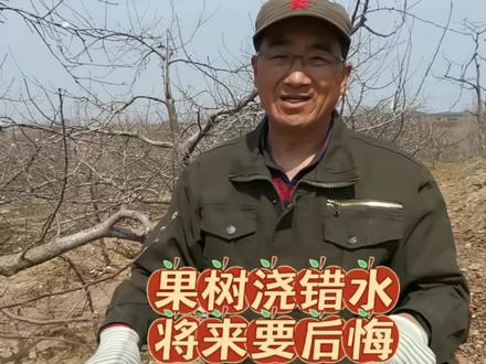 果树浇错水,将来要后悔,当前最重要的工作,不是浇水而是这样做,增加中短结果枝,减少大小年结果#果园管理 #果树种植 #种植小技巧