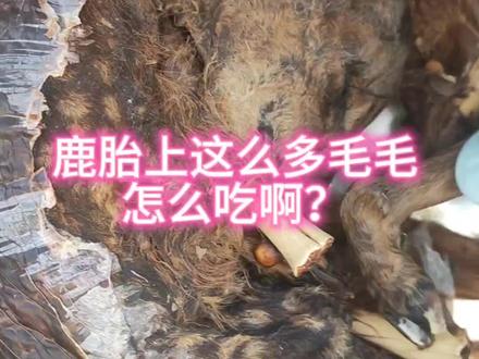 梅花鹿胎#鹿胎 #备孕 #备孕那些事儿