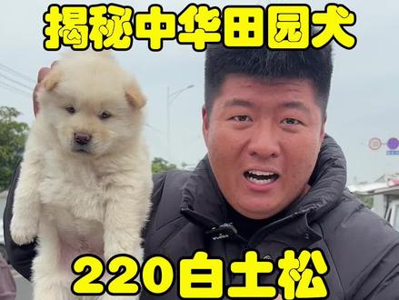 瞧220白土松,把我高兴坏了! 胖嘟嘟的像只小熊,我是真喜欢!#白土松 #中华田园犬 #土松田园犬