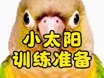 小太阳训练前需要准备什么?#手养鹦鹉 #小太阳鹦鹉 #小太阳凤梨 #鹦鹉训练 #鹦鹉日常