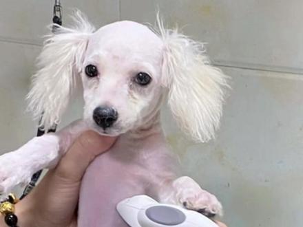 比熊要不要剃胎毛 #比熊 #泰迪 #马尔济斯