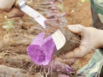 这样的紫山药你们吃过吗?可炖汤,炖肉,清蒸,爆炒等,吃起来又糯又香的。#优质农产品 #山药 #紫山药