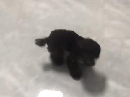 如何获得一只安静乖巧的小狗狗呢?#训犬实例