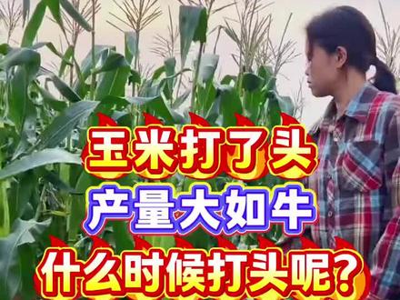 玉米打头 玉米打了头到底能不能增产#玉米种植 #玉米高产种植技术 #玉米高产 #种玉米 #三农