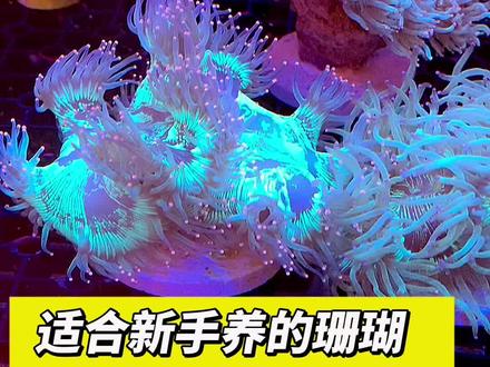 我最喜欢的尼罗河#海水鱼珊瑚 #海缸 #水族 #海洋生物 #尼罗河